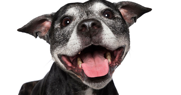 Crazy Dog Lady Photographs Smiling Dogs To Make People Smile Too