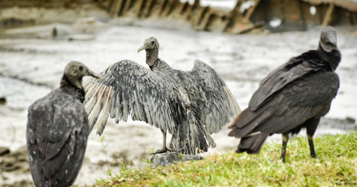 I Stood Next To These Amazing Birds Of Prey And Photographed Them To Tell Their Story