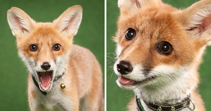 A Little Rescued Fox Came To Model In My Photo Studio
