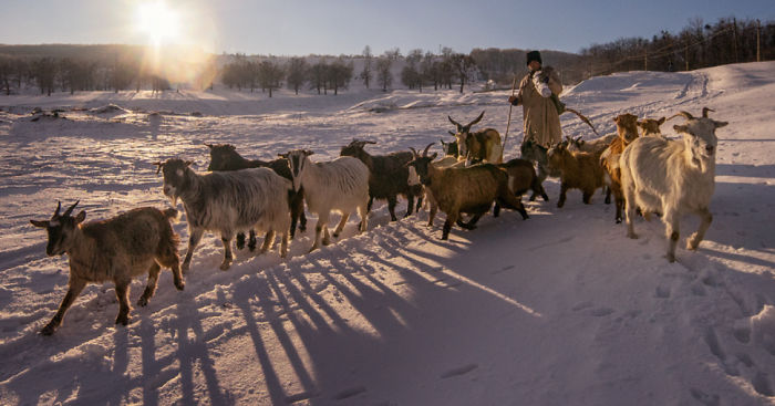 A Glimpse Of The Romanian Winter, Like In The Old Days