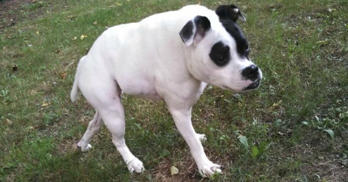 This Dog Is Not Photoshopped, She’s Real And Perfect