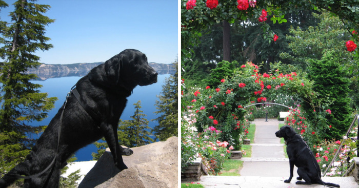 Our Dog Hans Loves To Travel