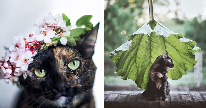 I Photographed My Cat Throughout The Seasons