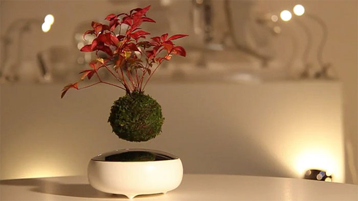 floating-bonsai-trees-air-hoshinchu-25 floating-bonsai-trees-air-hoshinchu-25