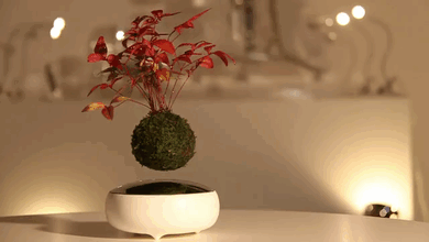 floating-bonsai-trees-air-hoshinchu-gif-2 floating-bonsai-trees-air-hoshinchu-gif-2