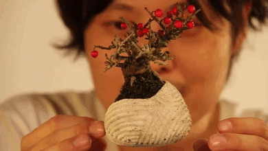 floating-bonsai-trees-air-hoshinchu-gif-3 floating-bonsai-trees-air-hoshinchu-gif-3
