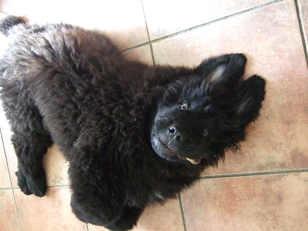 Newfiepup @frostnuffe /3,5 Months Old