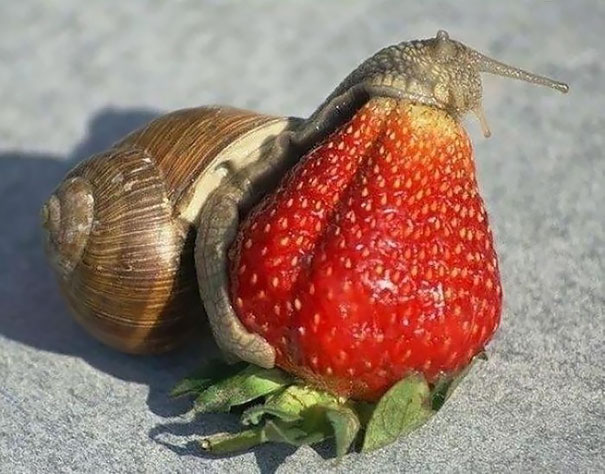 Snail Eating Strawberry