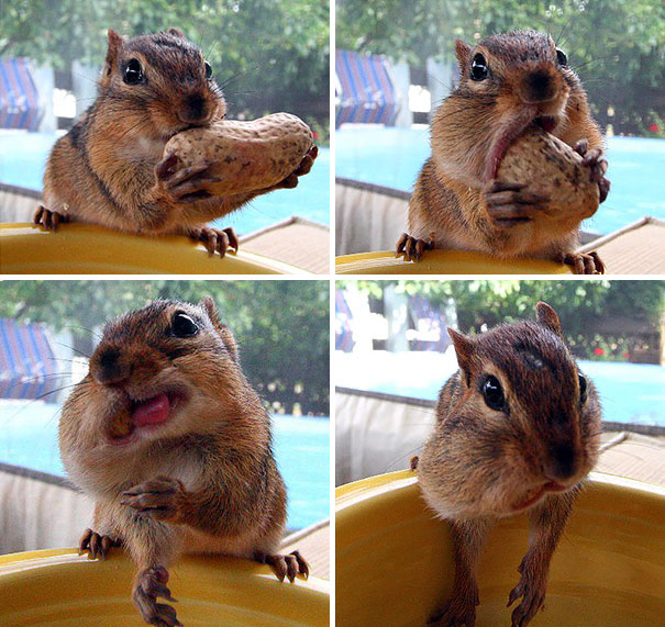 Chipmunk Eating Peanut