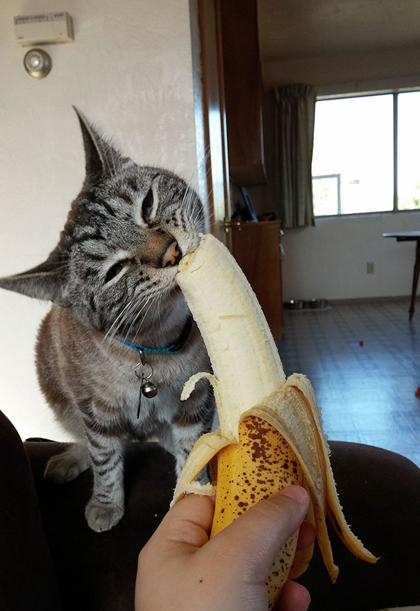 As Requested, Here Is Monkey Eating A Banana