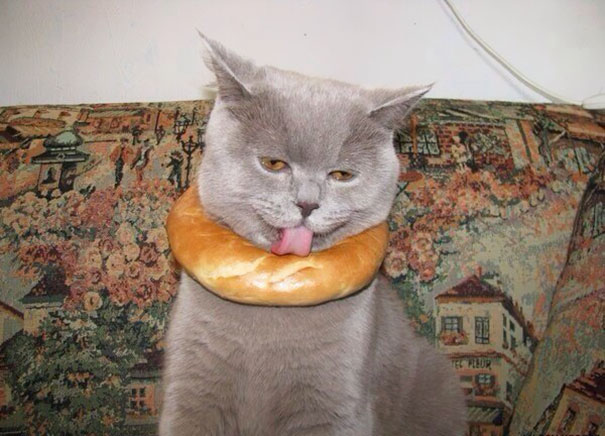 Bagel Cat