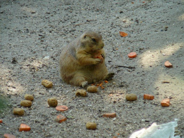 Prairie Dog Eating At A Maryland Zoo
