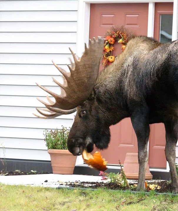 Moose Eating My Pumpkin