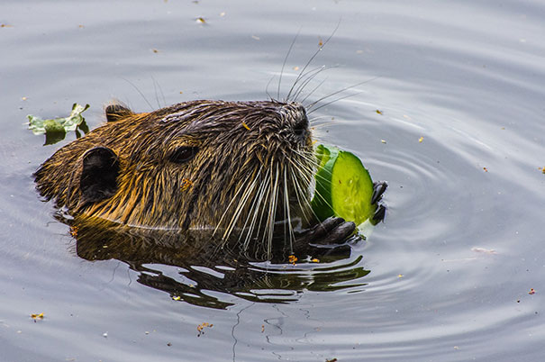 Eating Beaver