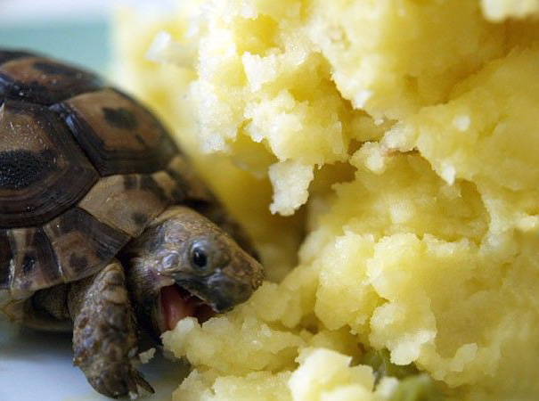 Baby Tortoise Loves Eating Mashed Potato