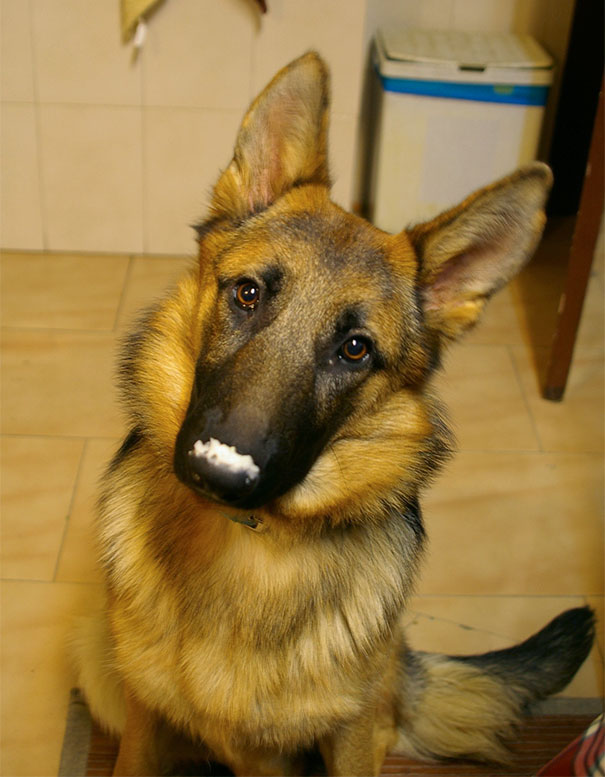 My Dog After She Finished Eating Rice