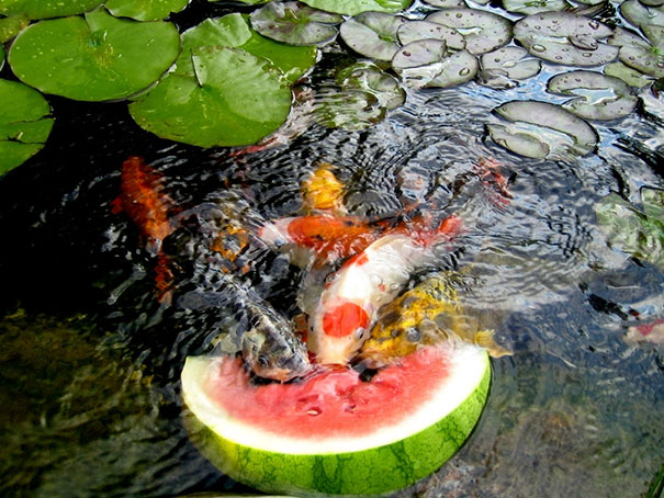 Koi Fish Eating Watermelon