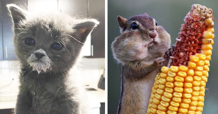 89 Photos Of Animals Eating That’ll Make You Smile