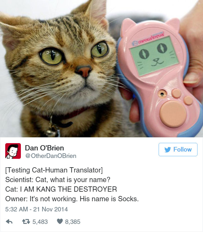 Funny Cat Tweets