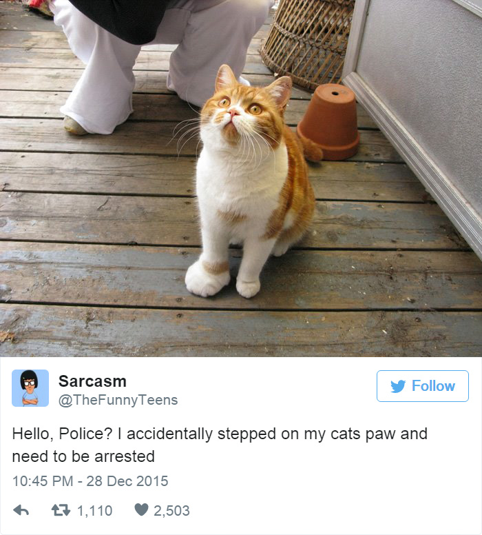 Funny Cat Tweets
