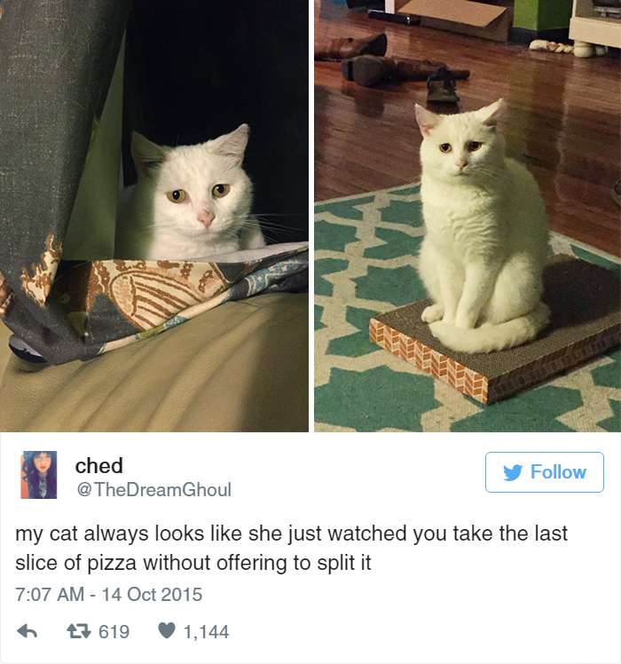 Funny Cat Tweets
