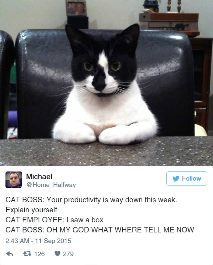 Funny Cat Tweets
