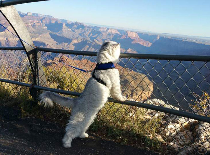 Meet Gandalf The Traveling Cat Who Has Better Vacations Than You
