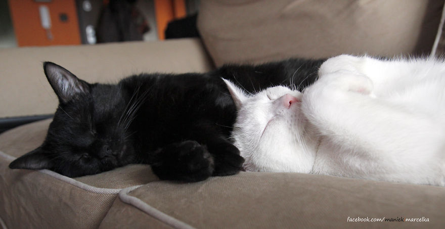 Happy Kitty, Sleepy Kitty,
Purr, Purr, Purr