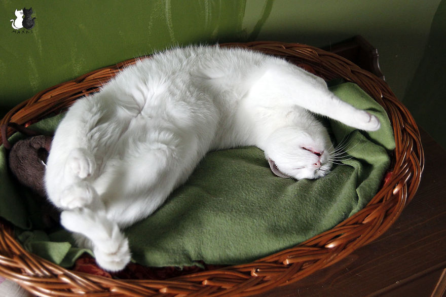 Happy Kitty, Sleepy Kitty,
Purr, Purr, Purr