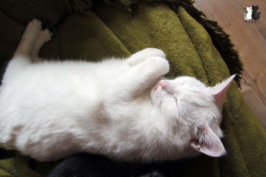 Happy Kitty, Sleepy Kitty,
Purr, Purr, Purr