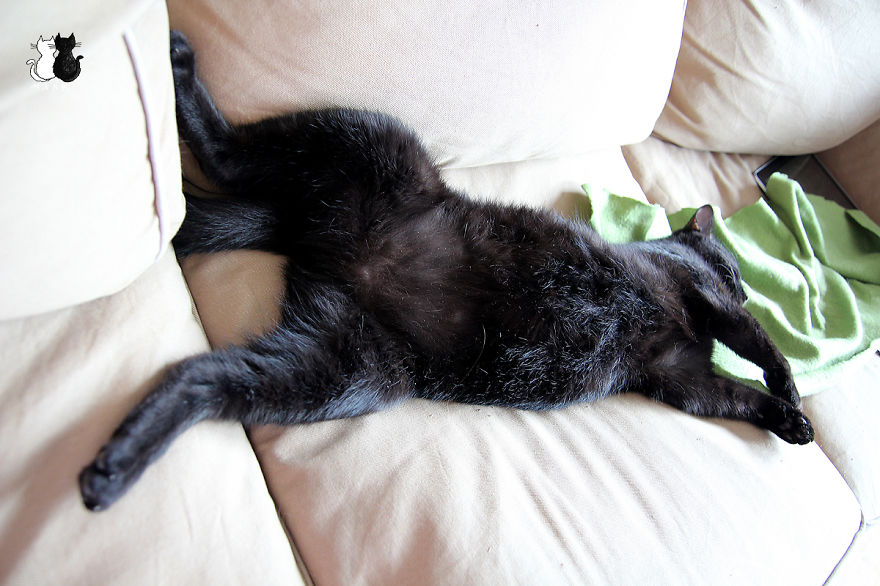 Happy Kitty, Sleepy Kitty,
Purr, Purr, Purr