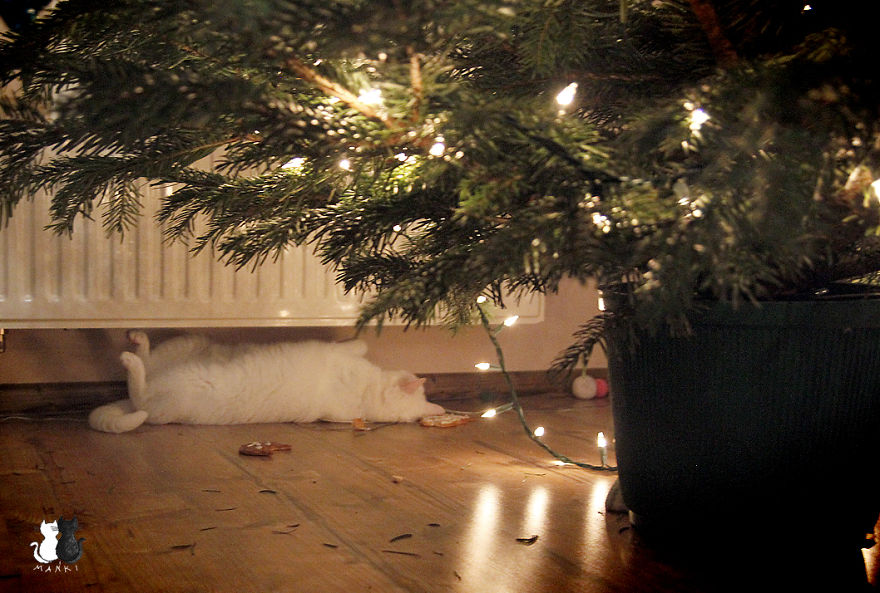 Happy Kitty, Sleepy Kitty,
Purr, Purr, Purr