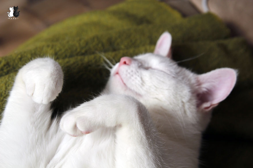 Happy Kitty, Sleepy Kitty,
Purr, Purr, Purr