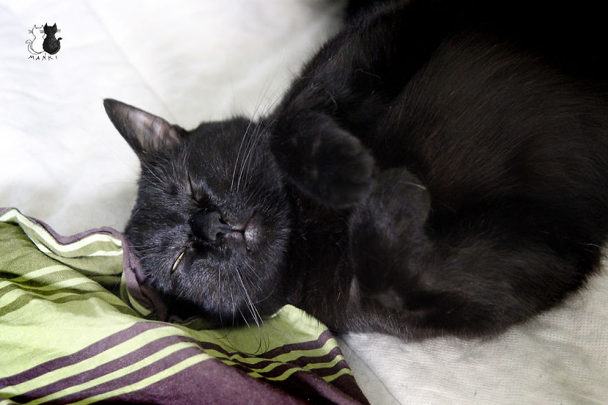 Happy Kitty, Sleepy Kitty,
Purr, Purr, Purr