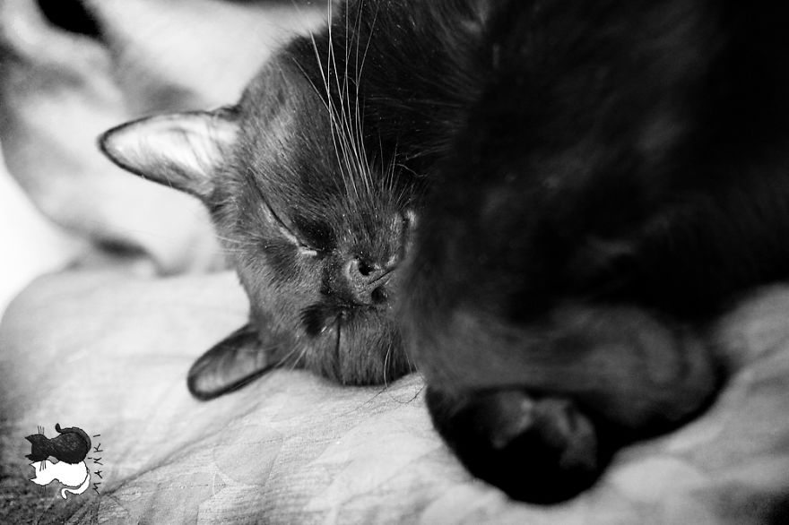 Happy Kitty, Sleepy Kitty,
Purr, Purr, Purr