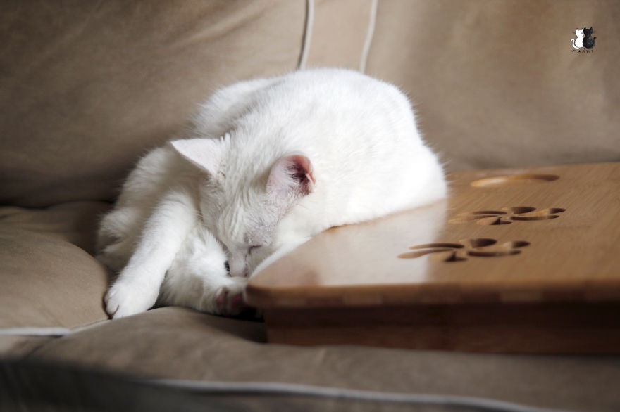 Happy Kitty, Sleepy Kitty,
Purr, Purr, Purr