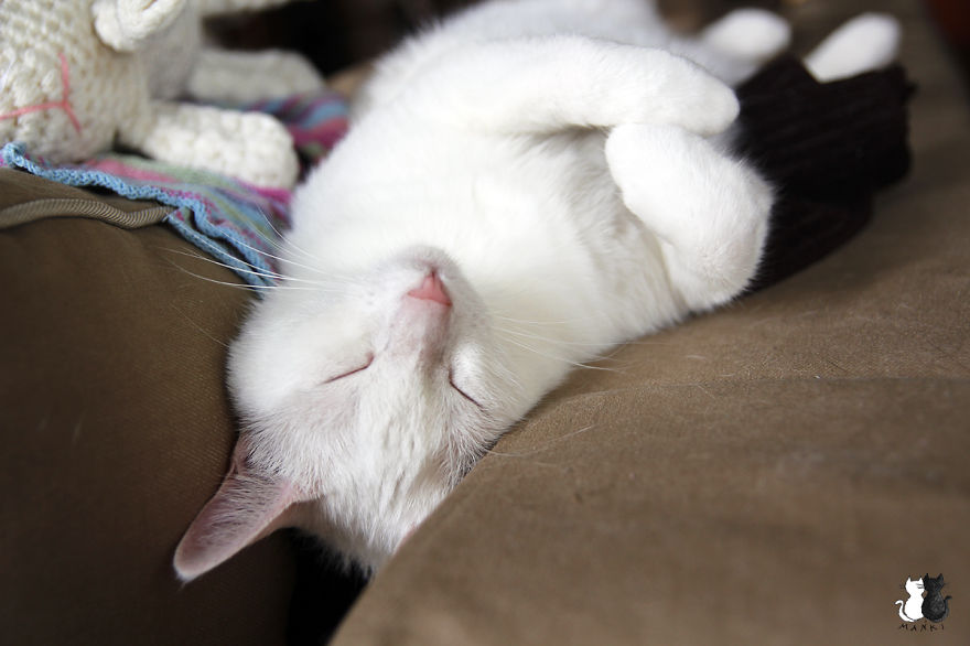 Happy Kitty, Sleepy Kitty,
Purr, Purr, Purr