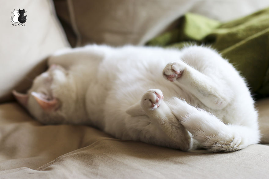 Happy Kitty, Sleepy Kitty,
Purr, Purr, Purr