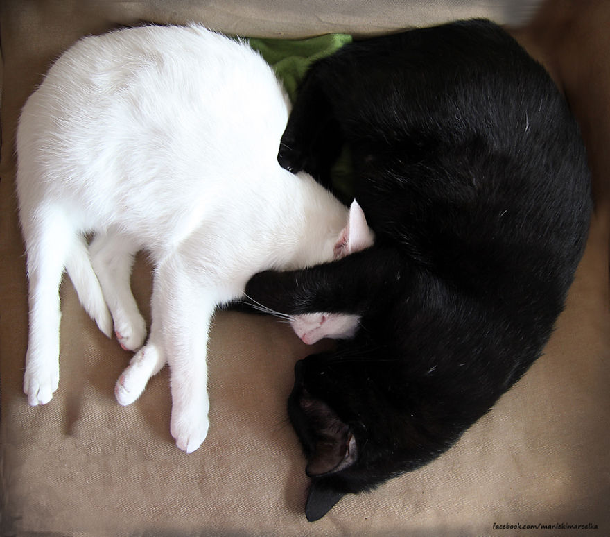 Happy Kitty, Sleepy Kitty,
Purr, Purr, Purr