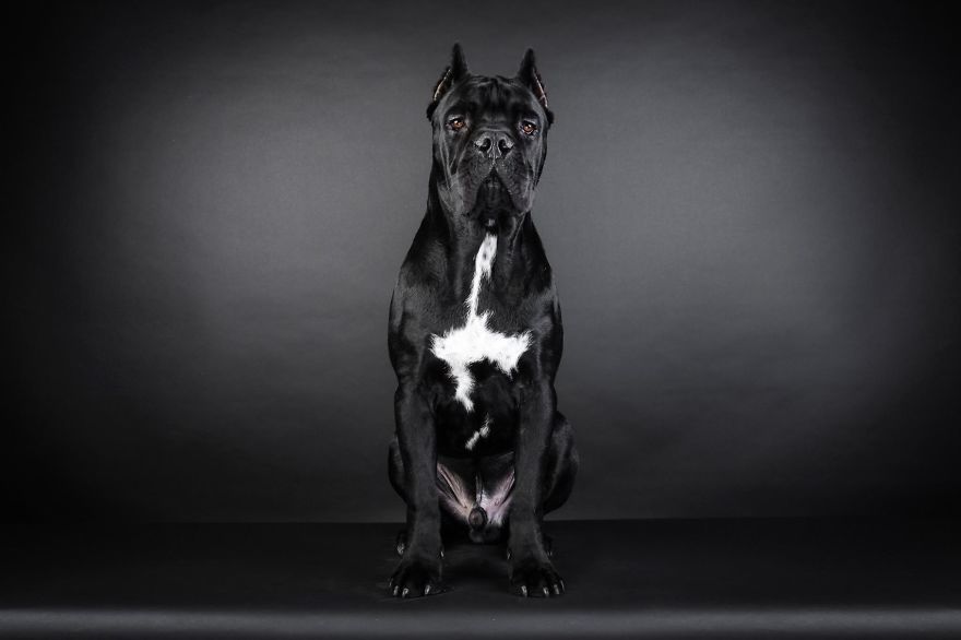 Hector - Made In Italy