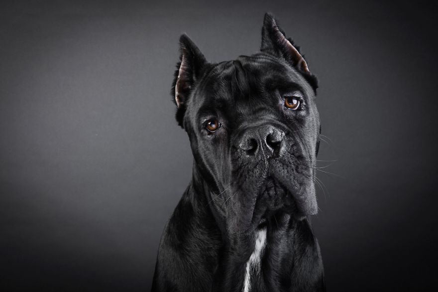 Hector - Made In Italy