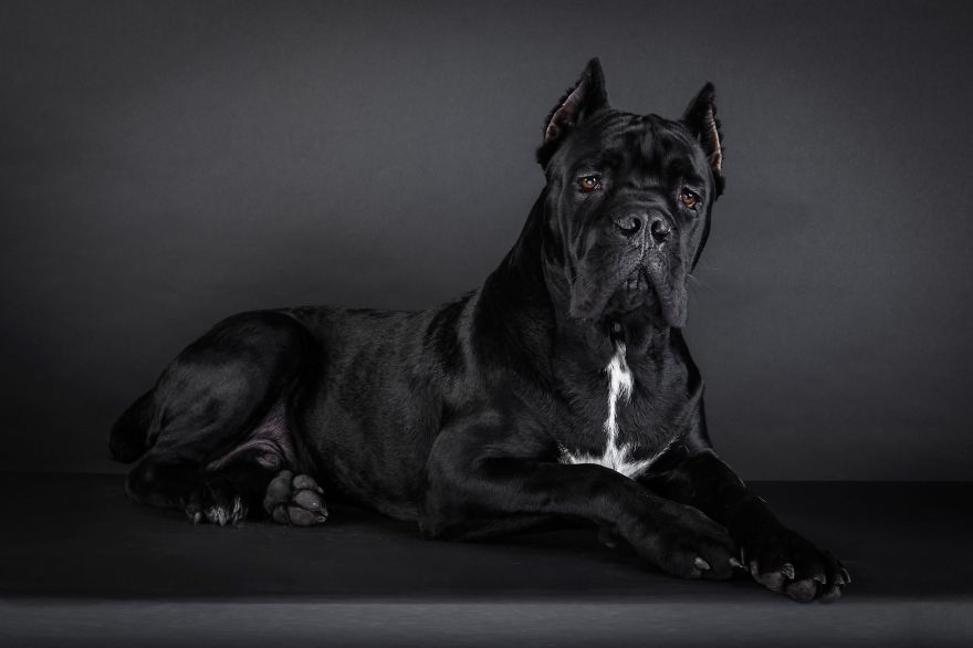 Hector - Made In Italy