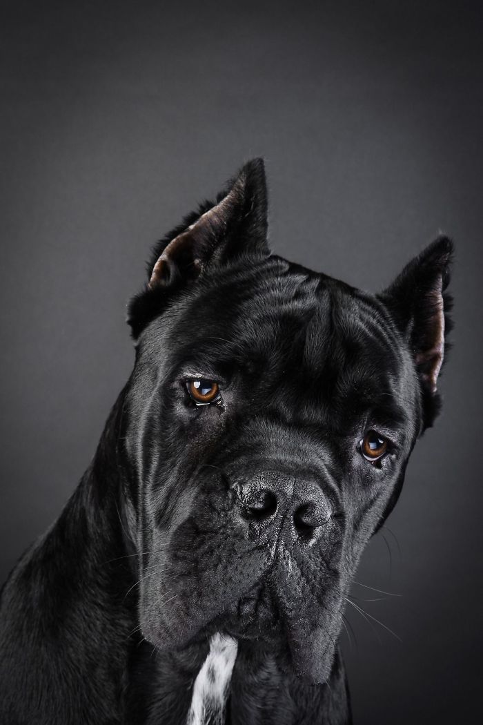 Hector – Made In Italy