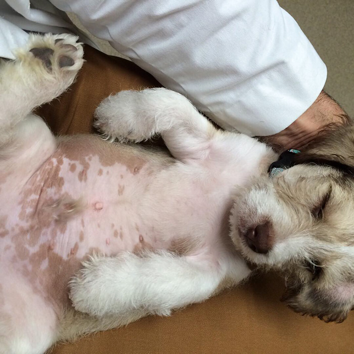 Hottest Veterinarian