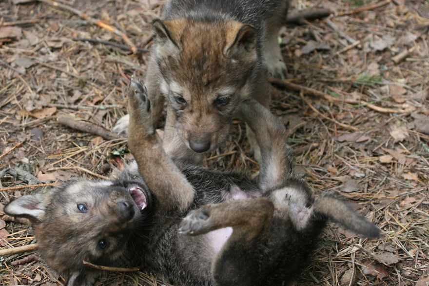 How I As French Man Ended Up Volunteering At A Wolf Sanctuary In Russia How I As French Man Ended Up Volunteering At A Wolf Sanctuary In Russia