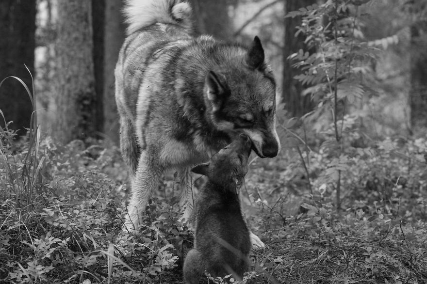 How I As French Man Ended Up Volunteering At A Wolf Sanctuary In Russia How I As French Man Ended Up Volunteering At A Wolf Sanctuary In Russia
