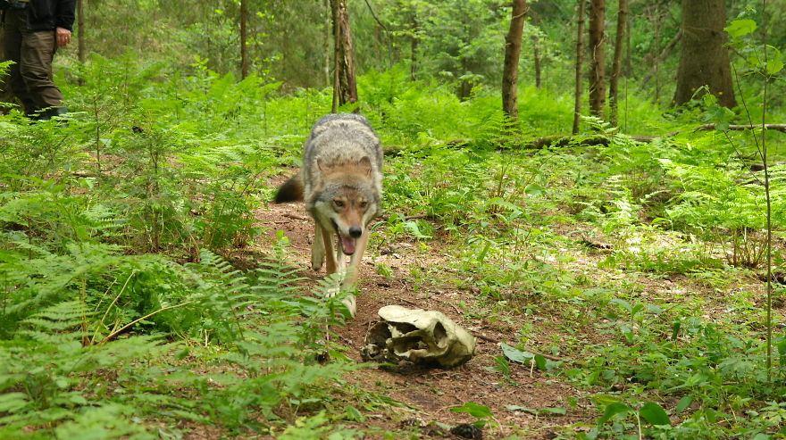 How I As French Man Ended Up Volunteering At A Wolf Sanctuary In Russia How I As French Man Ended Up Volunteering At A Wolf Sanctuary In Russia