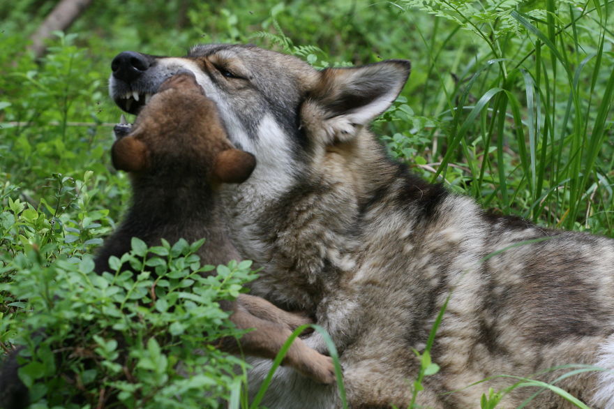 How I As French Man Ended Up Volunteering At A Wolf Sanctuary In Russia How I As French Man Ended Up Volunteering At A Wolf Sanctuary In Russia