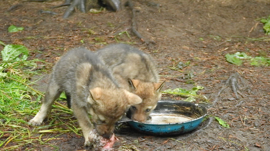 How I As French Man Ended Up Volunteering At A Wolf Sanctuary In Russia How I As French Man Ended Up Volunteering At A Wolf Sanctuary In Russia
