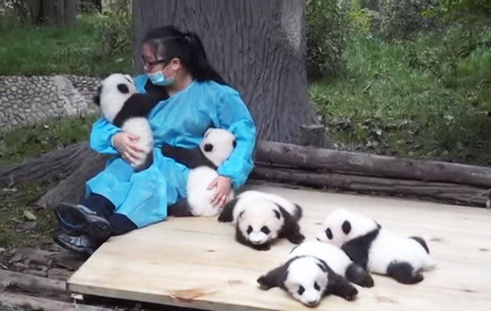 hugger-panda-nanny-best-job-protection-research-center-3 hugger-panda-nanny-best-job-protection-research-center-3